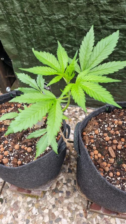 OUTDOOR Apricot Automatic FastBuds. Week 5