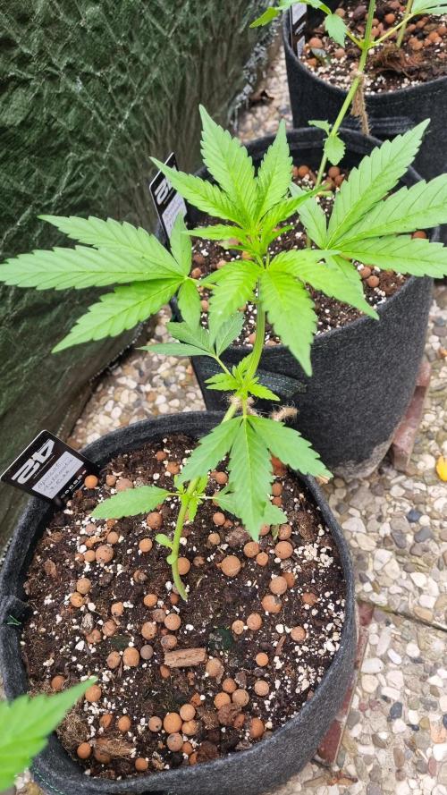 OUTDOOR Apricot Automatic FastBuds. Week 5