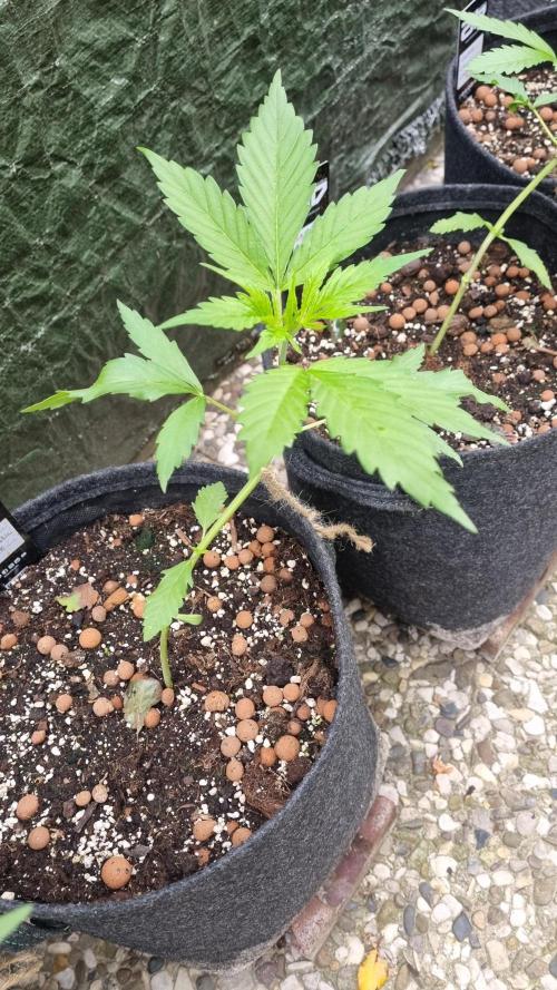 OUTDOOR Apricot Automatic FastBuds. Week 5