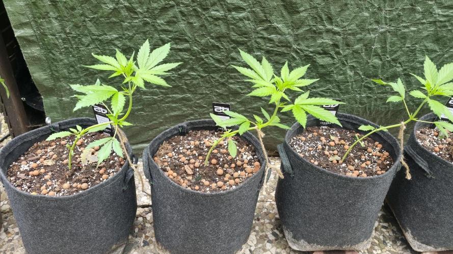 OUTDOOR Apricot Automatic FastBuds. Week 5