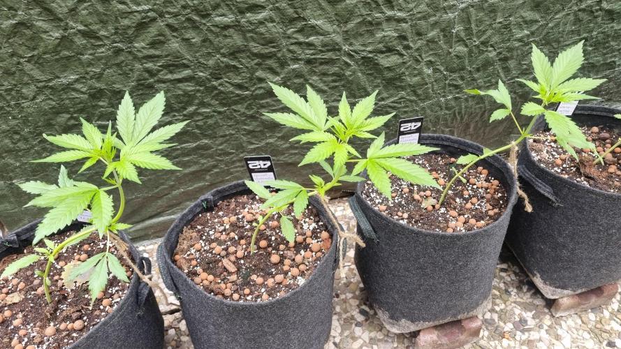 Apricot Auto. Week 5