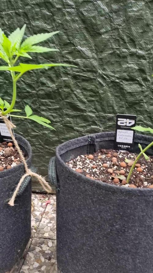OUTDOOR Apricot Automatic FastBuds