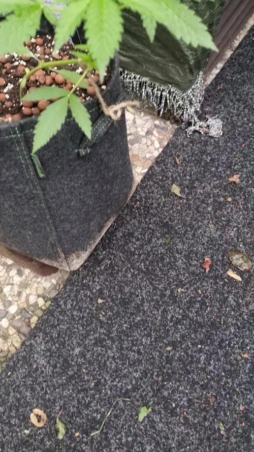 Outdoor Lemon Cherry Cookies Automatic