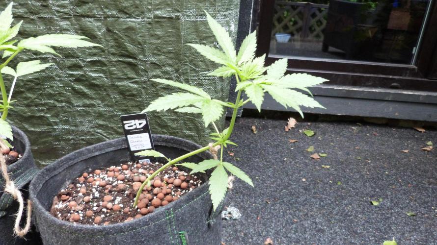 Outdoor Lemon Cherry Cookies Automatic. Week 5