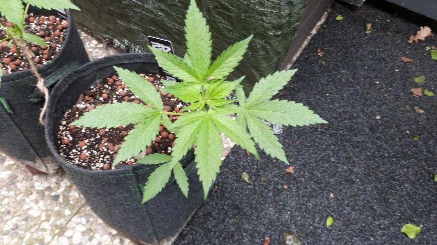 Outdoor Lemon Cherry Cookies Automatic. Week 5