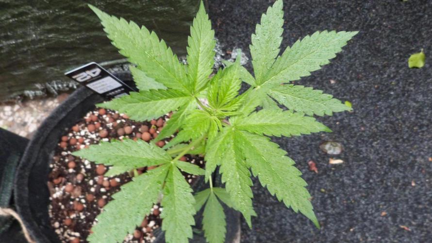 Outdoor Lemon Cherry Cookies Automatic. Week 5