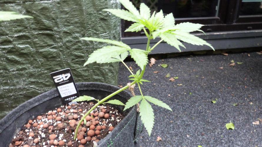 Outdoor Lemon Cherry Cookies Automatic. Week 5