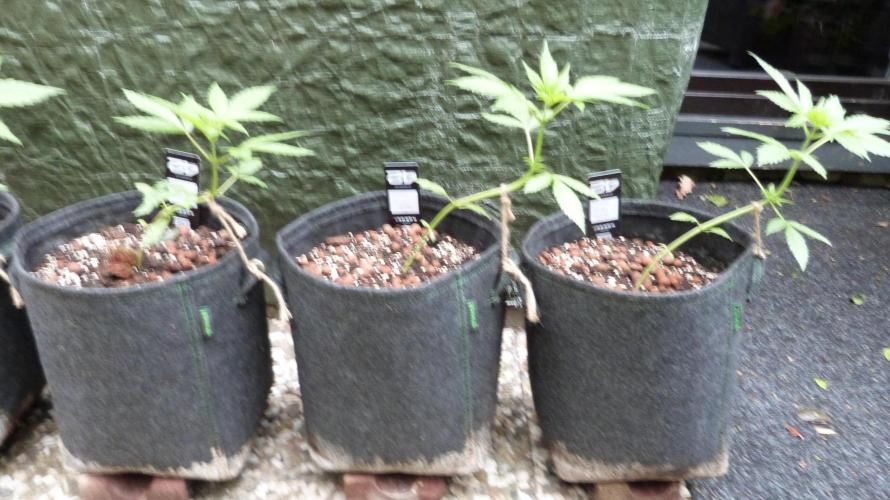 Outdoor Lemon Cherry Cookies Automatic. Week 5