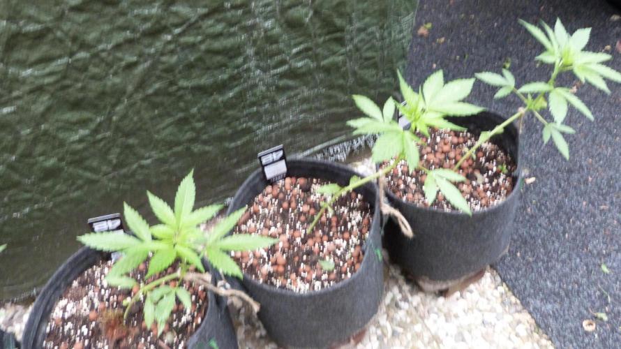 Outdoor Lemon Cherry Cookies Automatic. Week 5