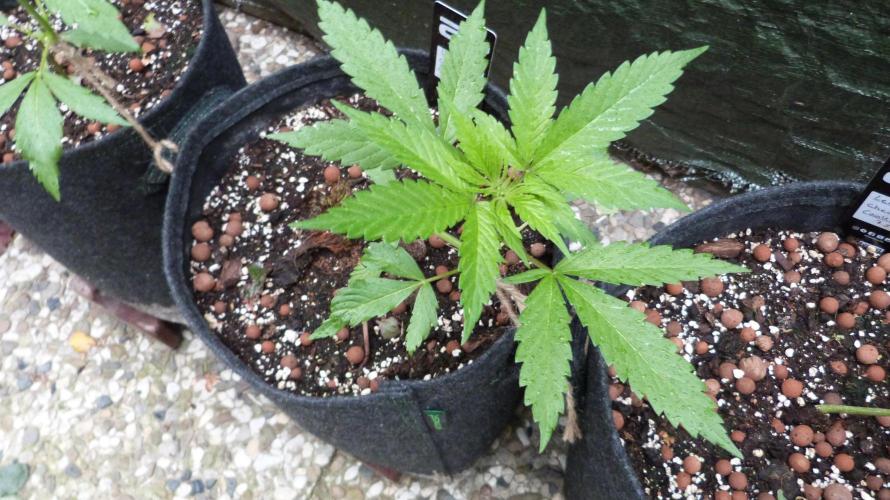 Outdoor Lemon Cherry Cookies Automatic. Week 5