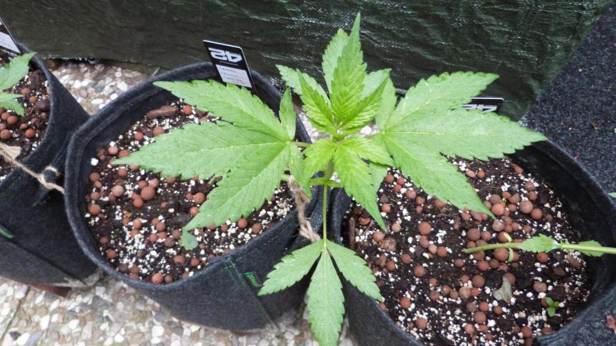 Outdoor Lemon Cherry Cookies Automatic. Week 5