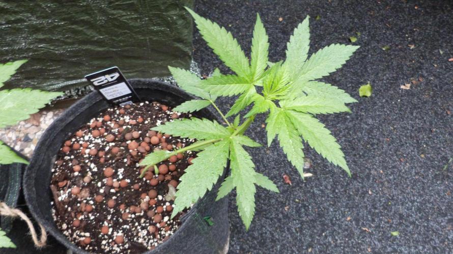 Outdoor Lemon Cherry Cookies Automatic. Week 5