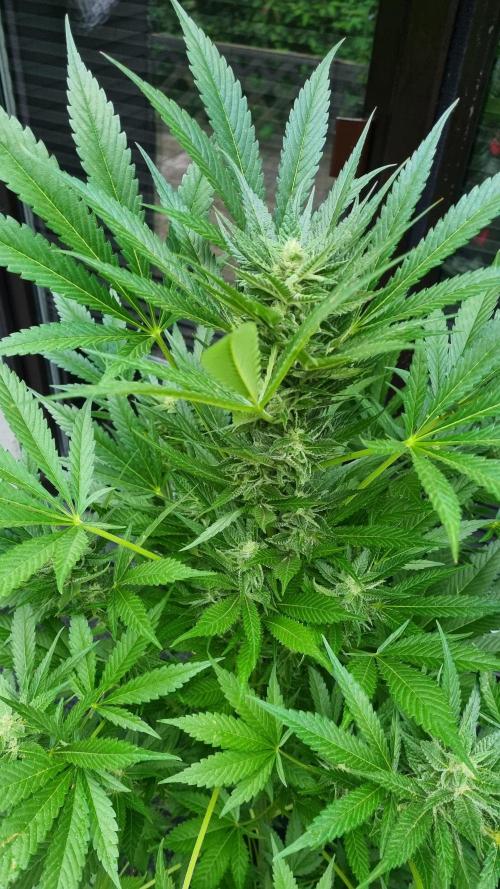 Strawberry Gorilla Automatic Fastbuds. Week 11