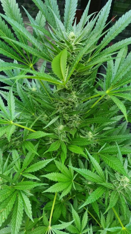 Strawberry Gorilla Automatic Fastbuds. Week 11