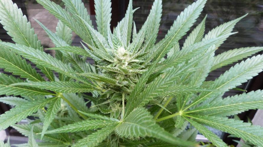 Strawberry Gorilla Automatic Fastbuds. Week 11