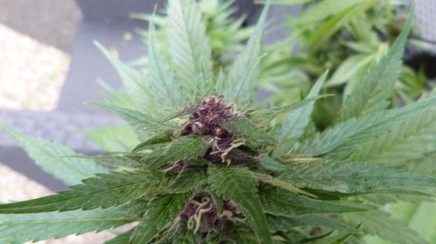 Strawberry Gorilla RF3 AUTOMATIC. Week 11