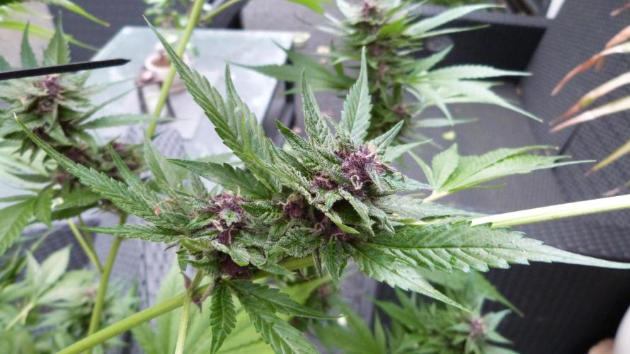 Strawberry Gorilla RF3 AUTOMATIC. Week 11