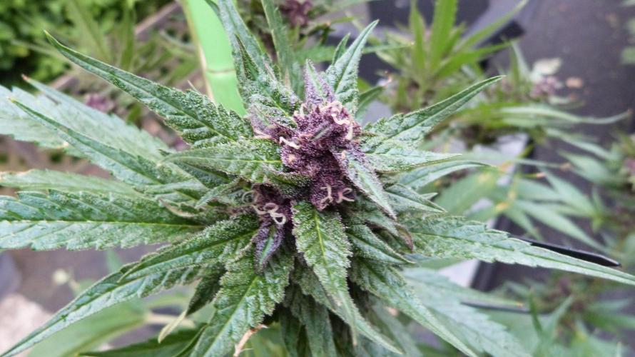 Strawberry Gorilla RF3 AUTOMATIC. Week 11