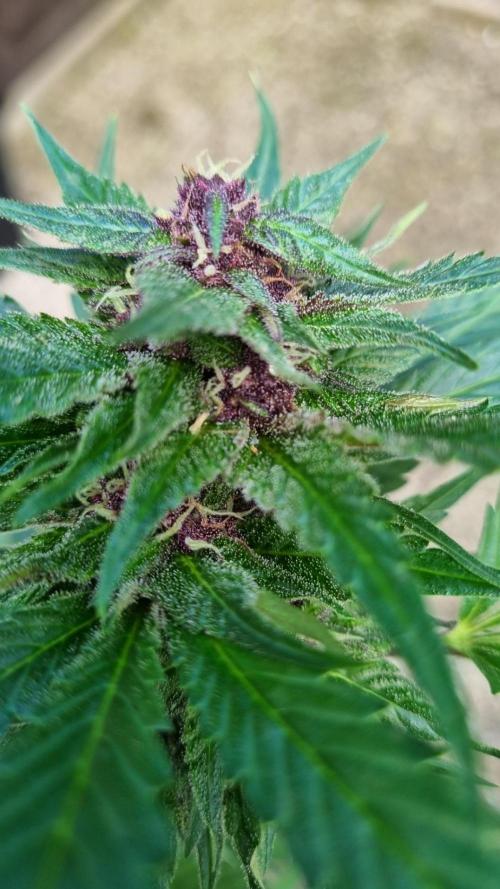 Strawberry Gorilla RF3 AUTOMATIC. Week 11