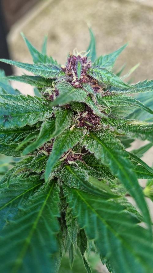 Strawberry Gorilla RF3 AUTOMATIC. Week 11