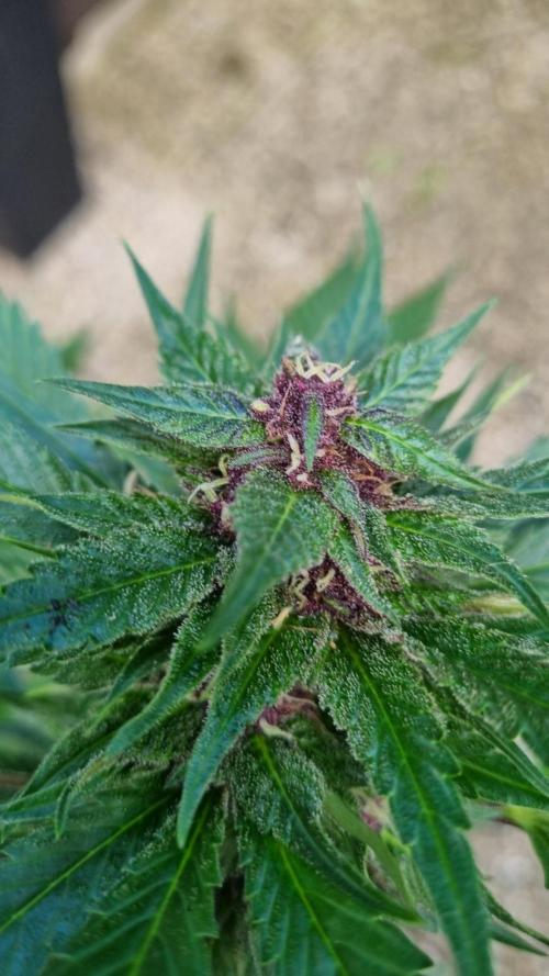 Strawberry Gorilla RF3 AUTOMATIC. Week 11