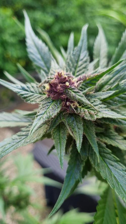 Strawberry Gorilla RF3 AUTOMATIC. Week 11