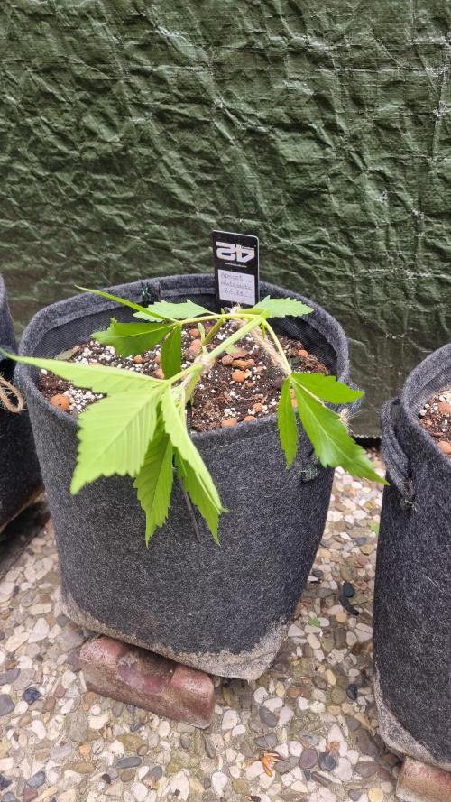 OUTDOOR Apricot Automatic FastBuds. Week 5