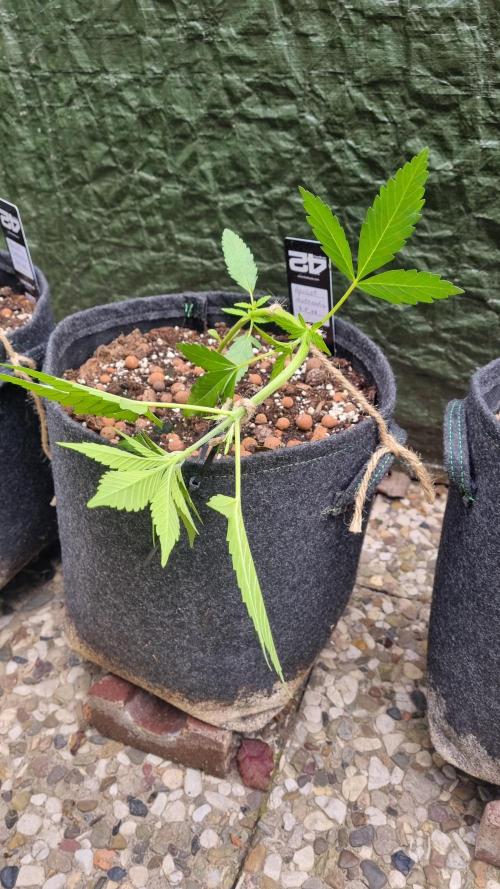 OUTDOOR Apricot Automatic FastBuds. Week 5