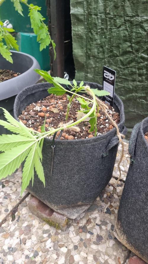 OUTDOOR Apricot Automatic FastBuds. Week 5