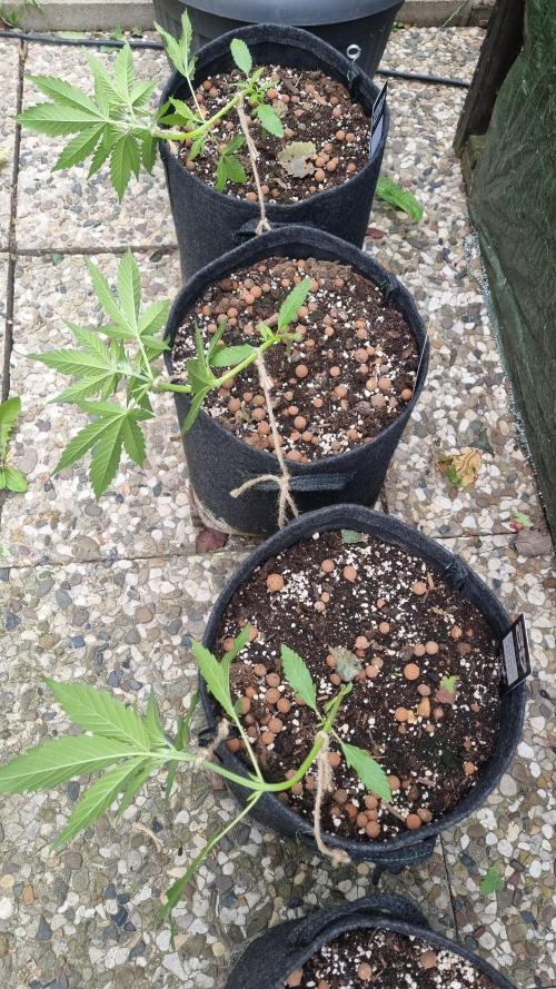 OUTDOOR Apricot Automatic FastBuds. Week 5