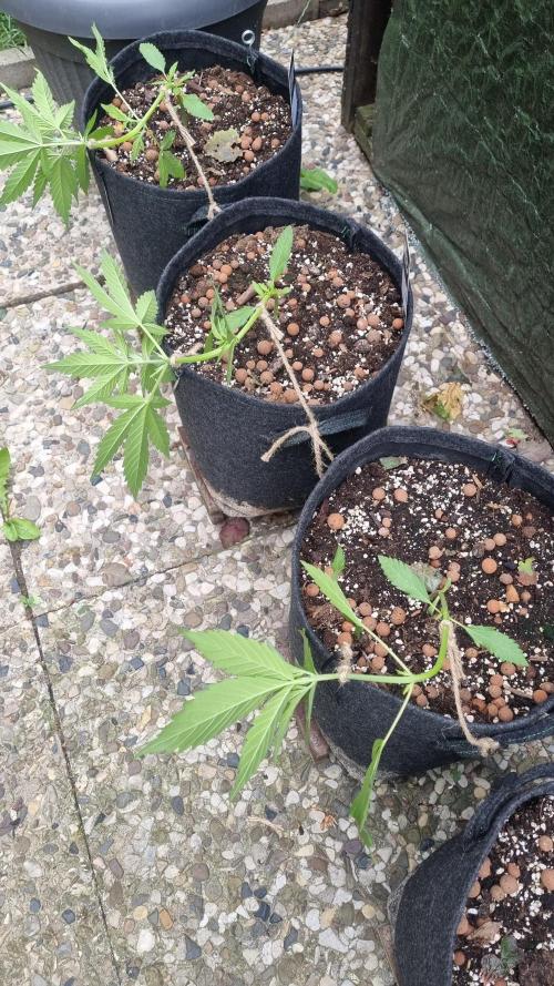 Apricot Auto. Week 5