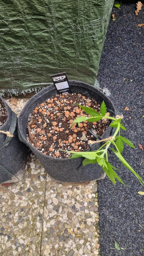 Outdoor Lemon Cherry Cookies Automatic. Week 5