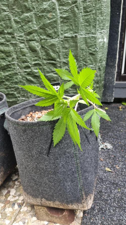 Outdoor Lemon Cherry Cookies Automatic. Week 5
