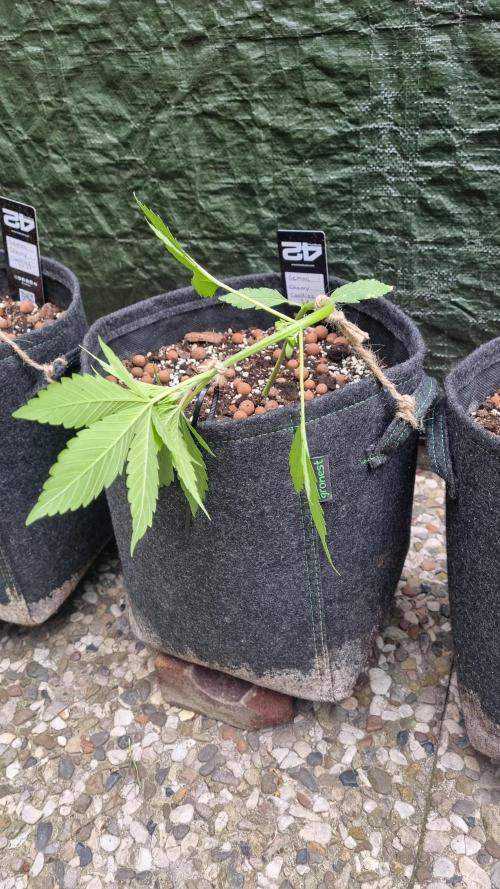 Outdoor Lemon Cherry Cookies Automatic. Week 5