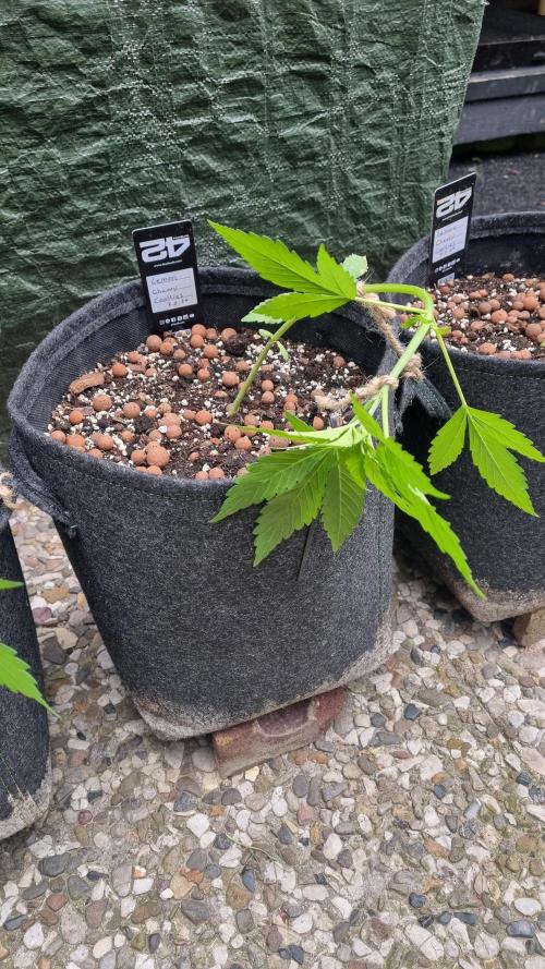 Outdoor Lemon Cherry Cookies Automatic. Week 5