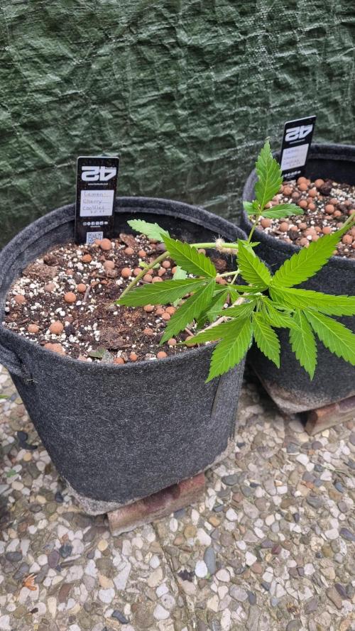Outdoor Lemon Cherry Cookies Automatic. Week 5