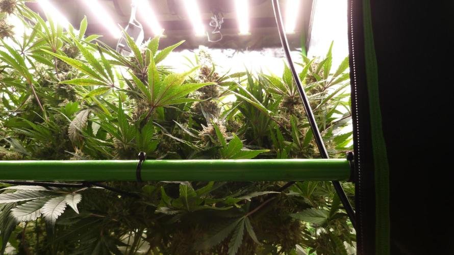 Guava Runtz Automatic. Week 11