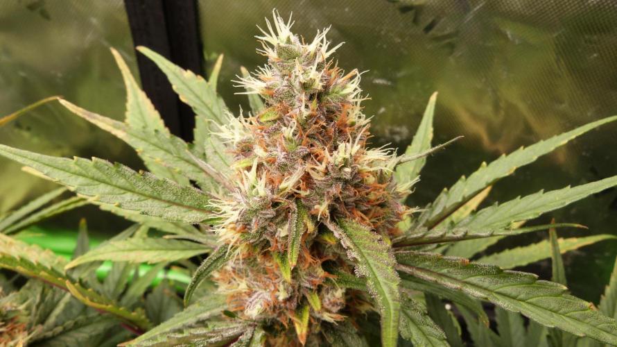 Guava Runtz Automatic. Week 11