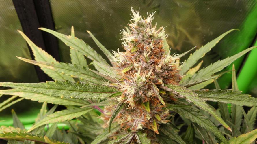 Guava Runtz Automatic. Week 11