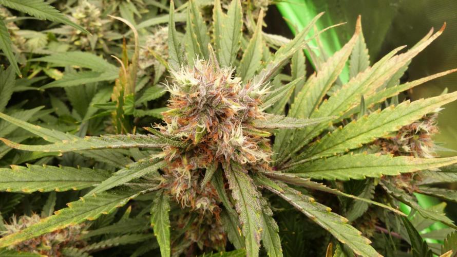 Guava Runtz Automatic. Week 11