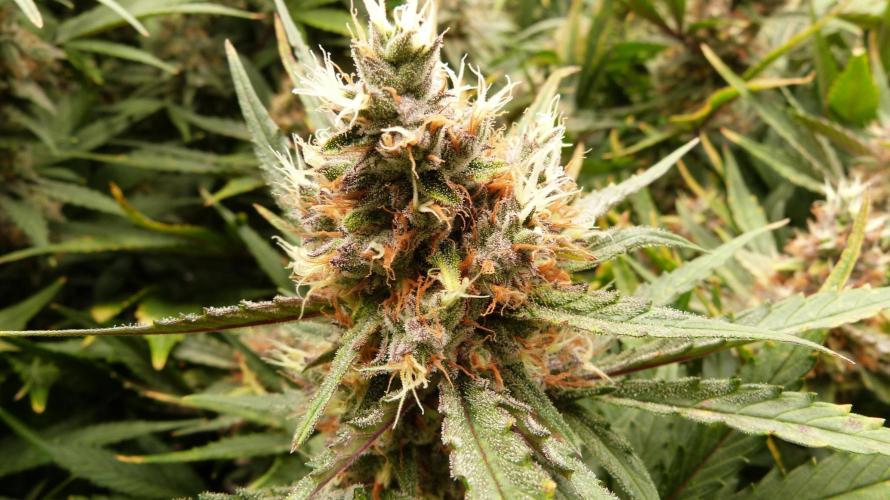 Guava Runtz Automatic. Week 11