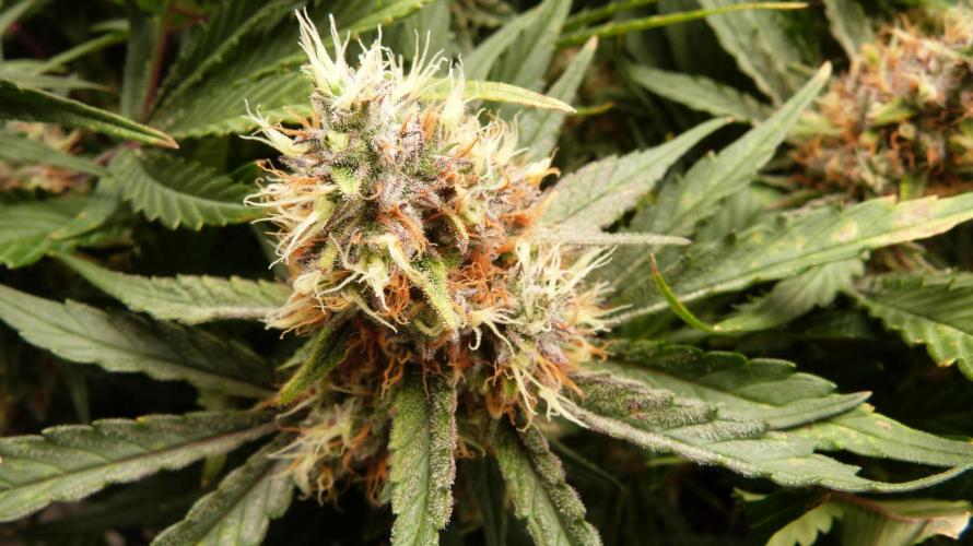 Guava Runtz Automatic. Week 11