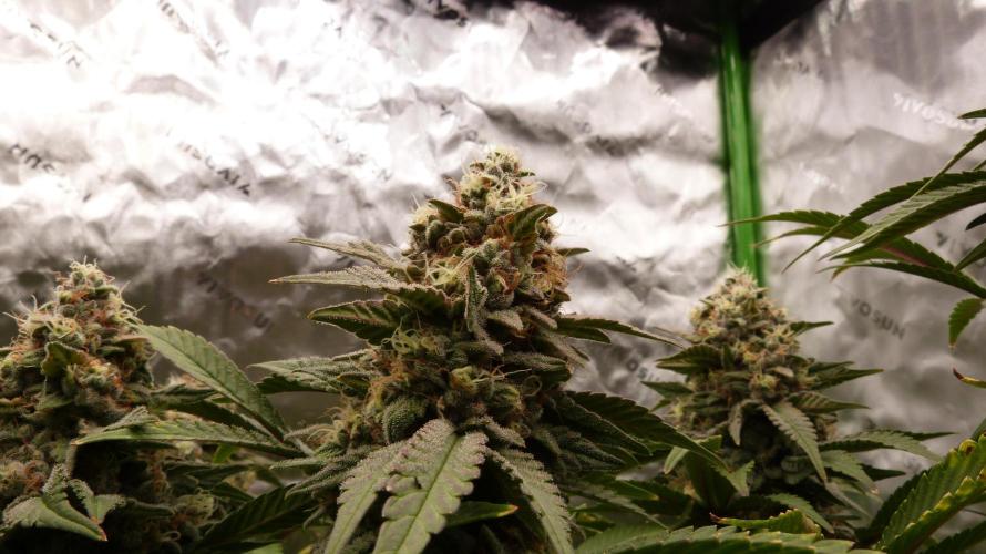 Mendo Frost Automatic. Week 11