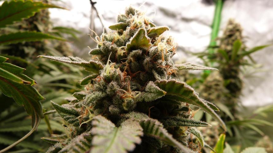 Mendo Frost Automatic. Week 11