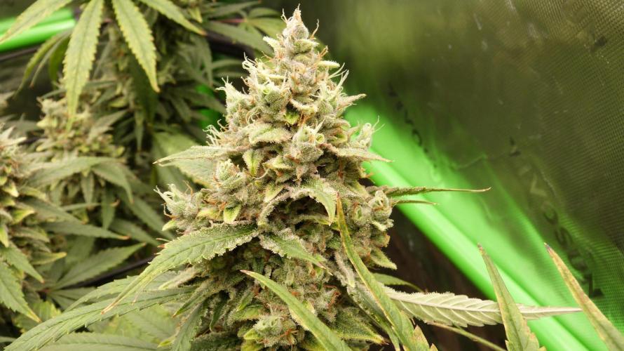 Banana Guava. Week 12