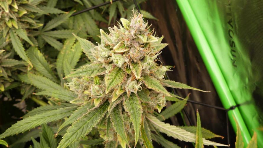 Banana Guava. Week 12