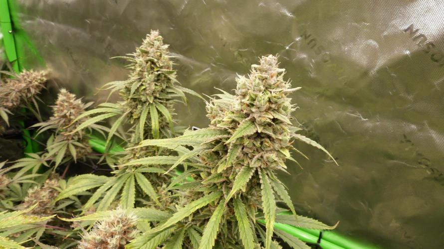 Banana Guava. Week 12