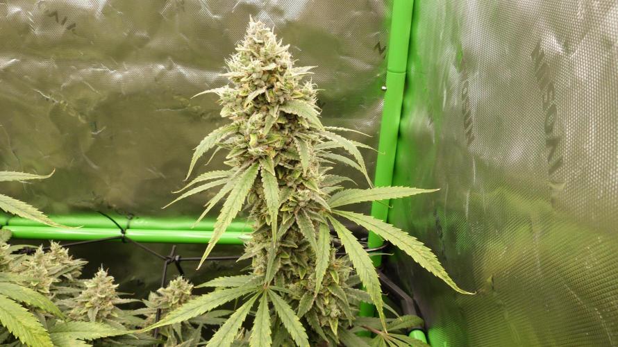 Banana Guava. Week 12