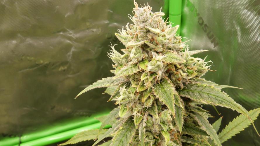 Banana Guava. Week 12