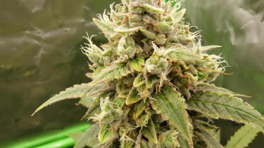 Banana Guava. Week 12